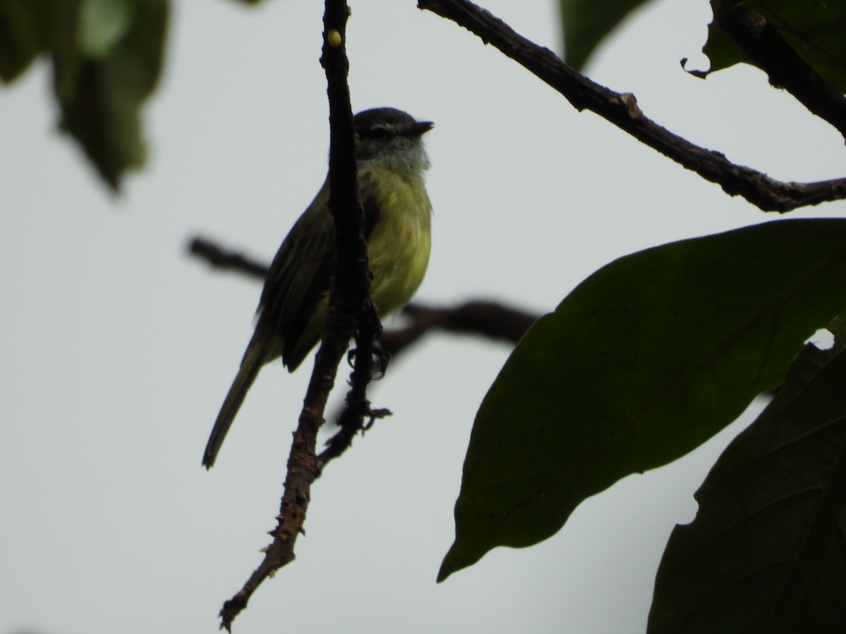 Sooty-headed Tyrannulet - ML296205791