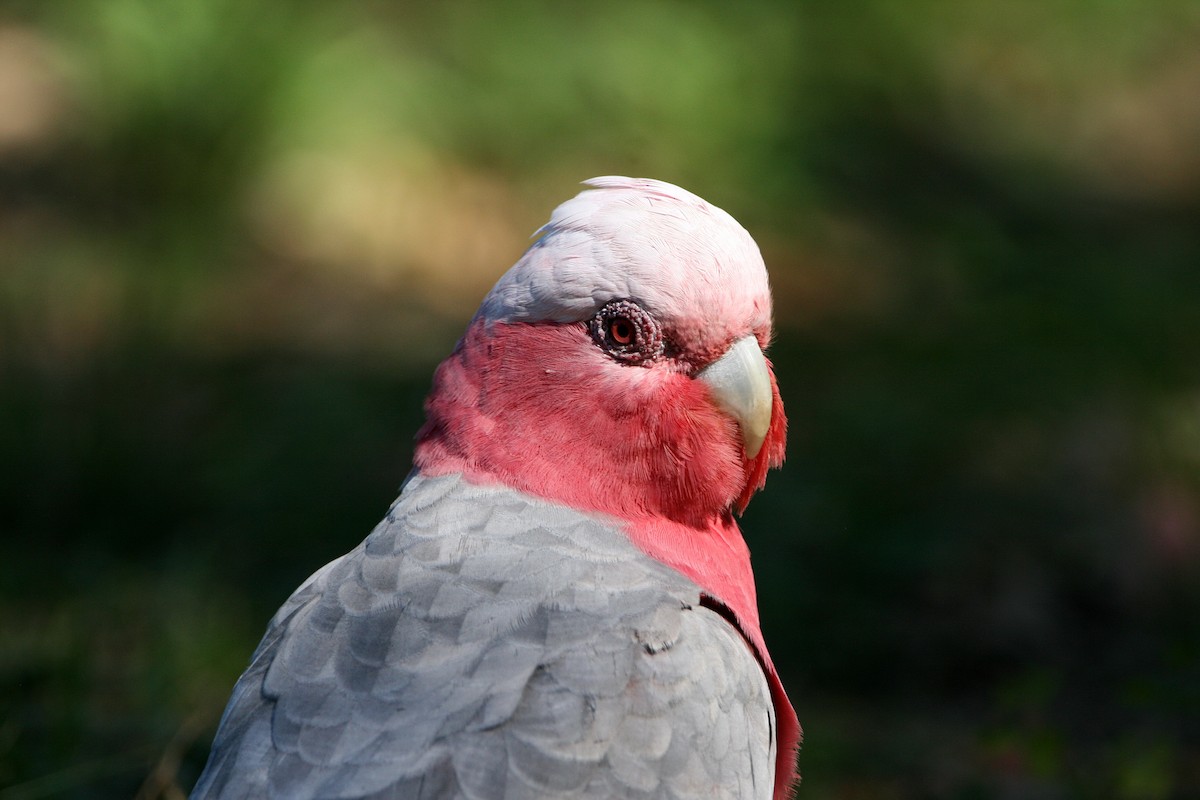 Cacatúa Galah - ML296205811