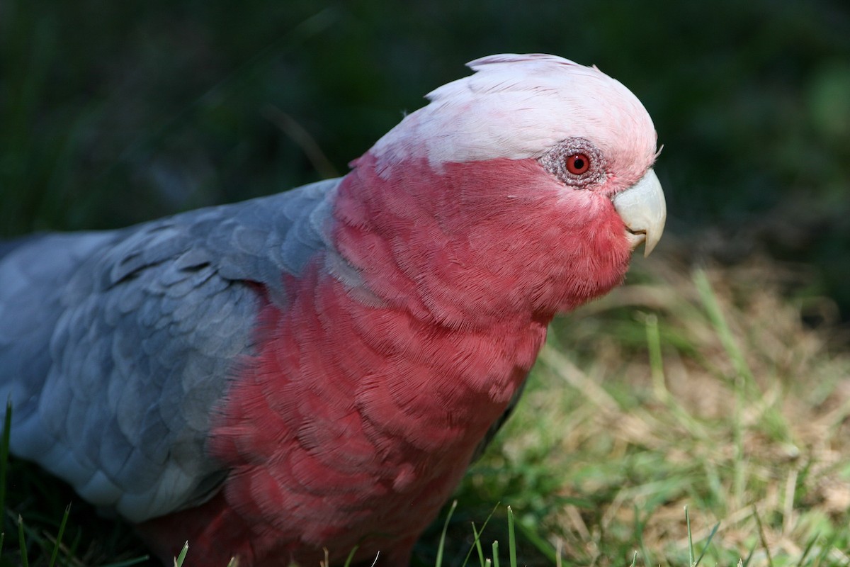 Cacatúa Galah - ML296205831