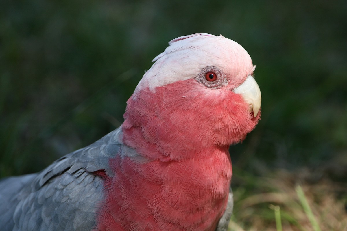 Galah - Peter Harris