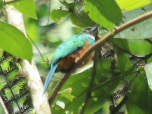 Rufous-tailed Jacamar - ML296207021