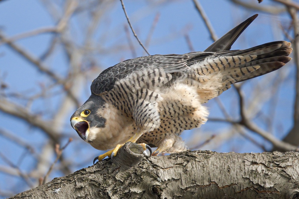 Peregrine Falcon - ML296208031