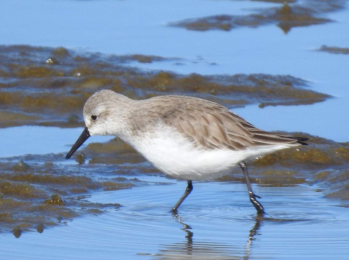 Western Sandpiper - ML296209331