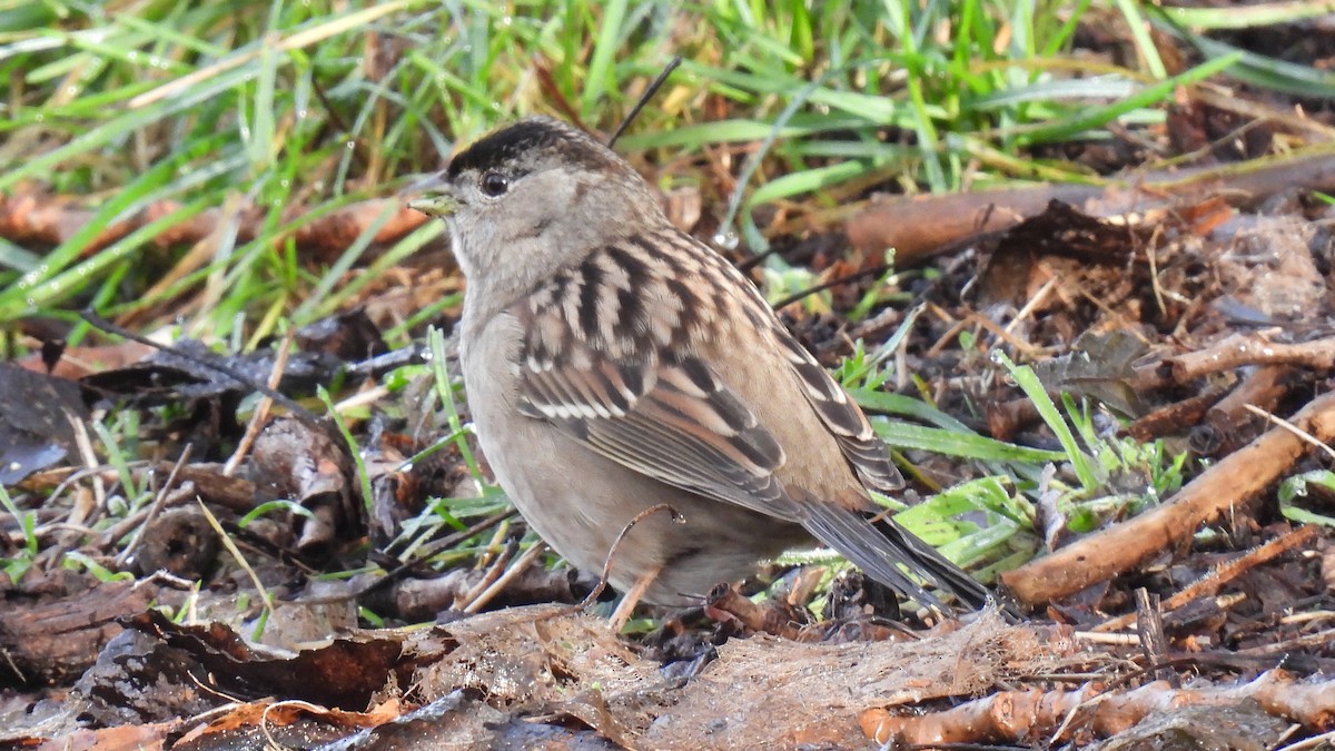 Golden-crowned Sparrow - ML296209561