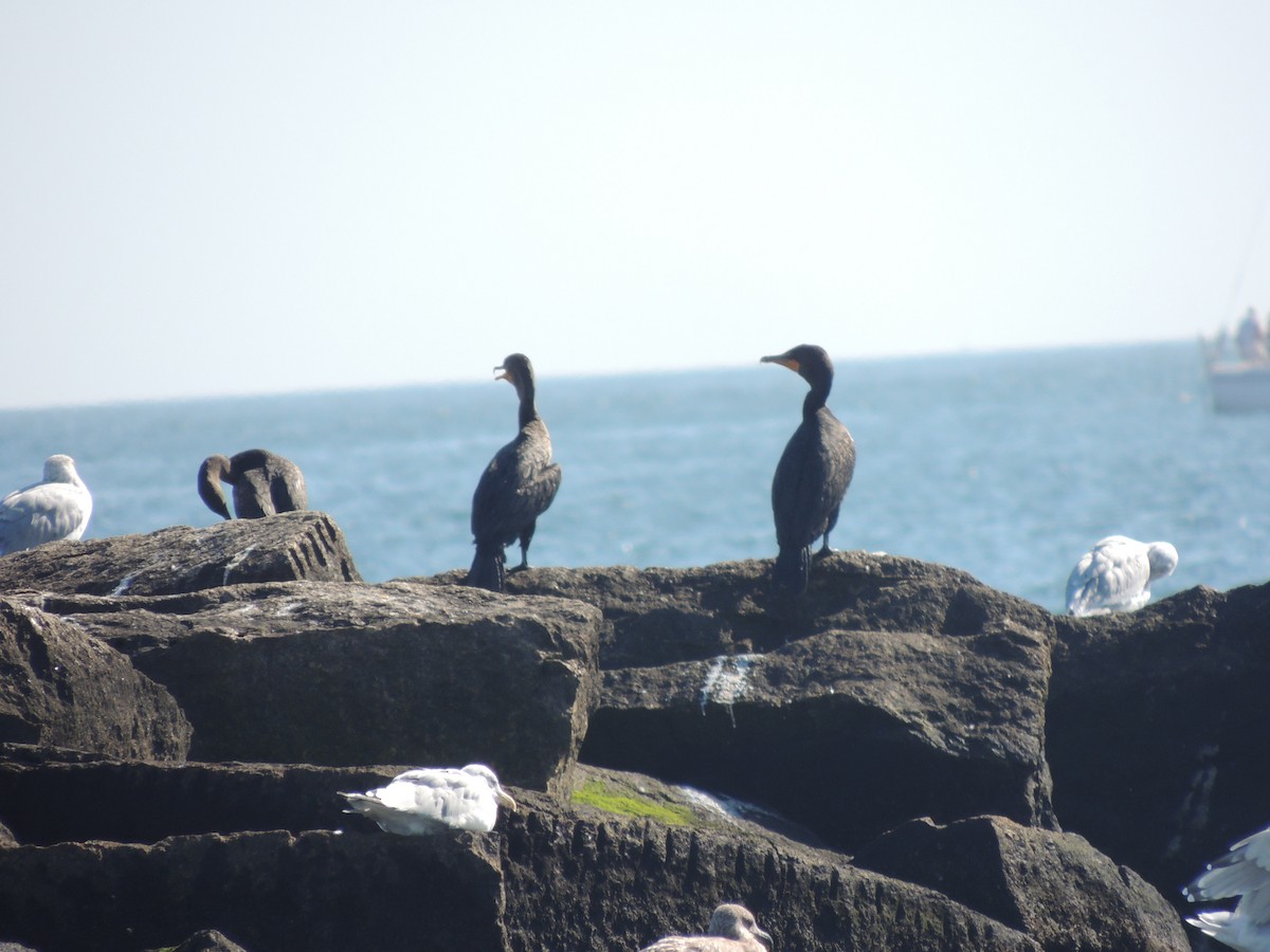 Double-crested Cormorant - ML296209581