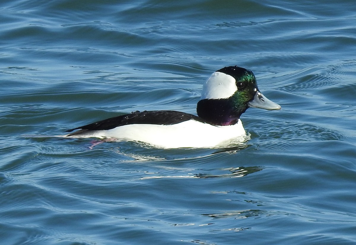 Bufflehead - ML296209781