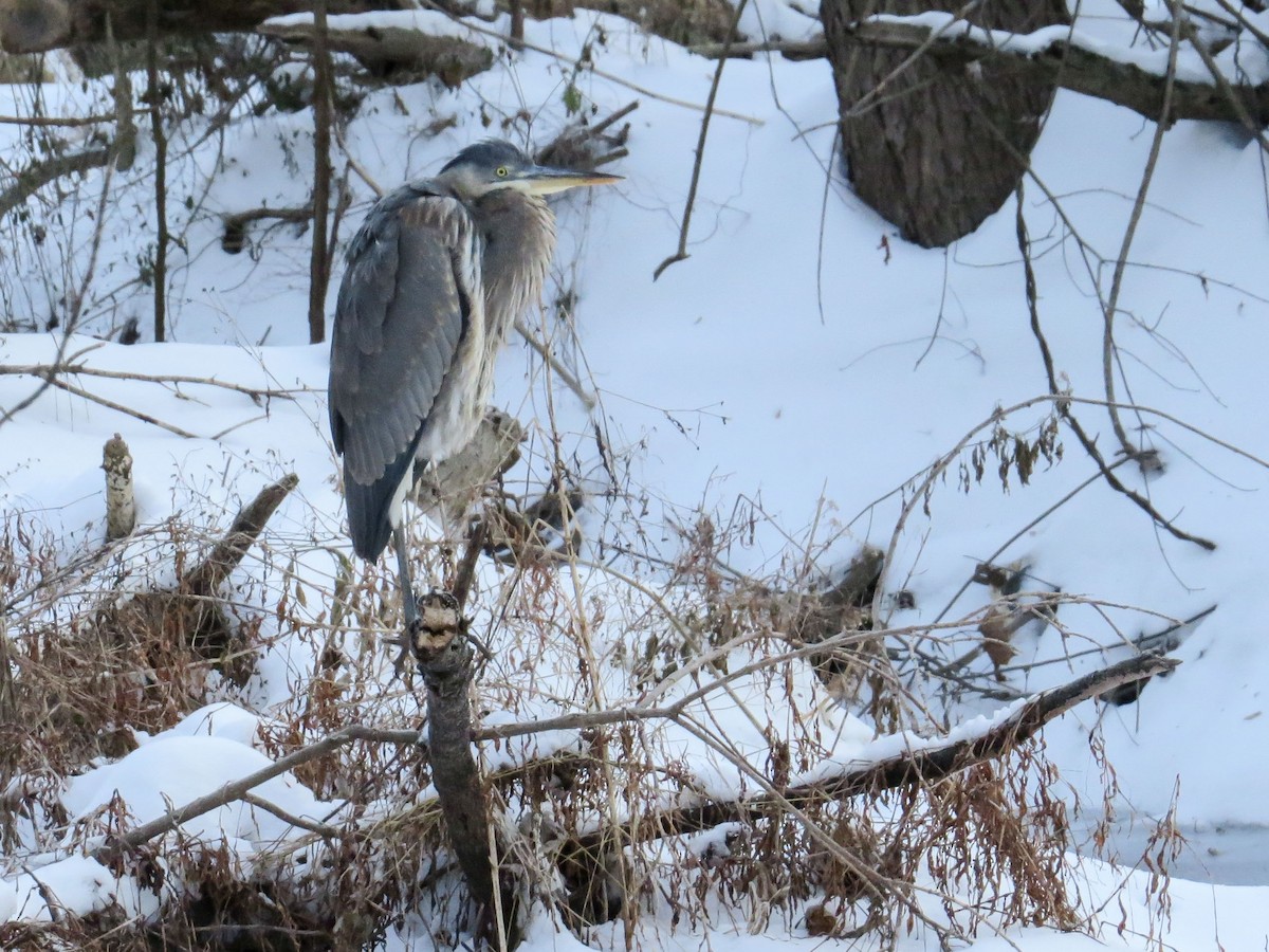 Great Blue Heron (Great Blue) - ML296213871