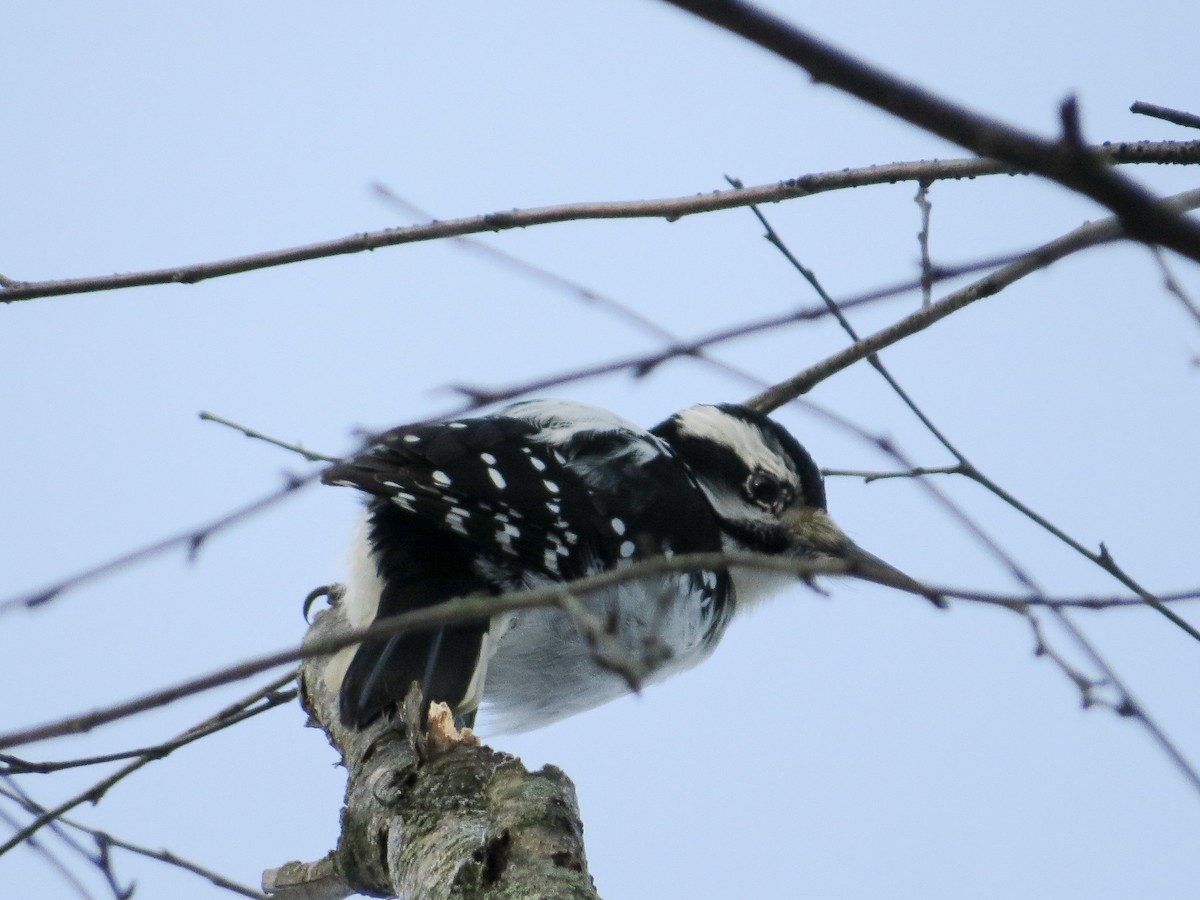 Hairy Woodpecker - ML296213951