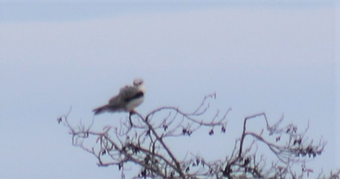 White-tailed Kite - Jon. Anderson
