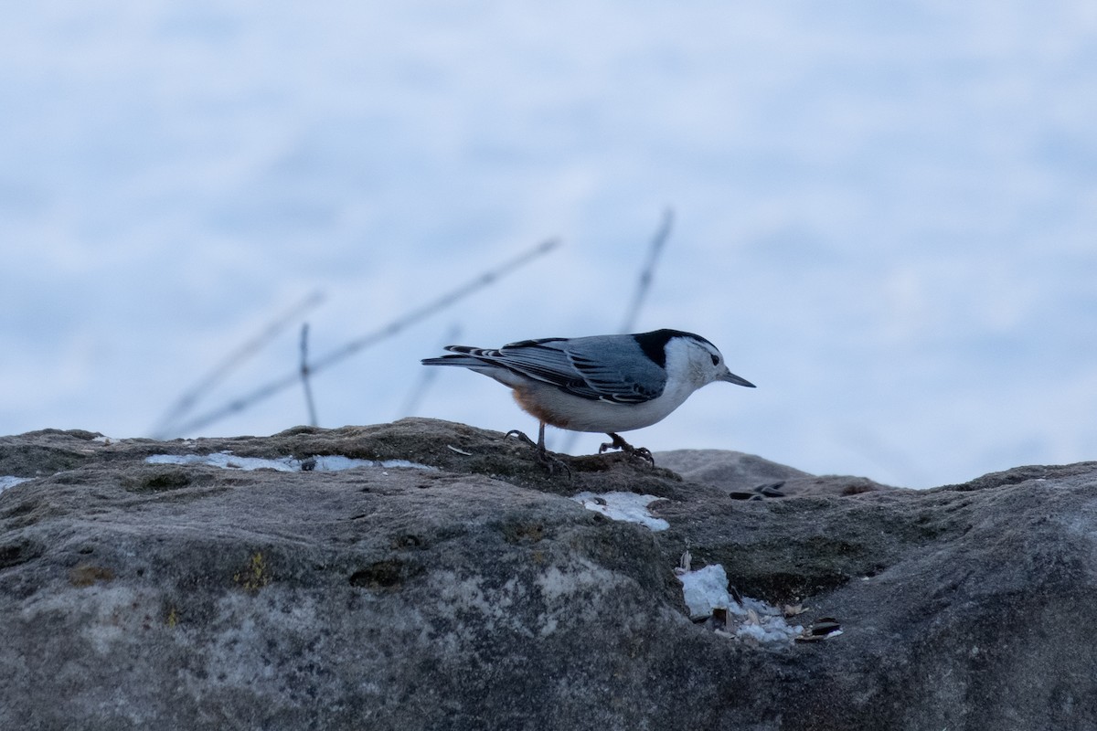 White-breasted Nuthatch - ML296215641