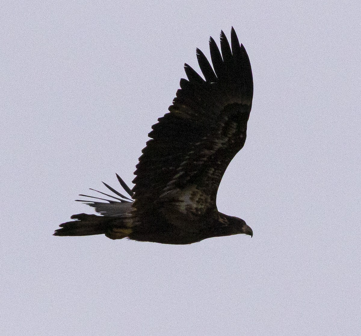 Bald Eagle - ML296216311