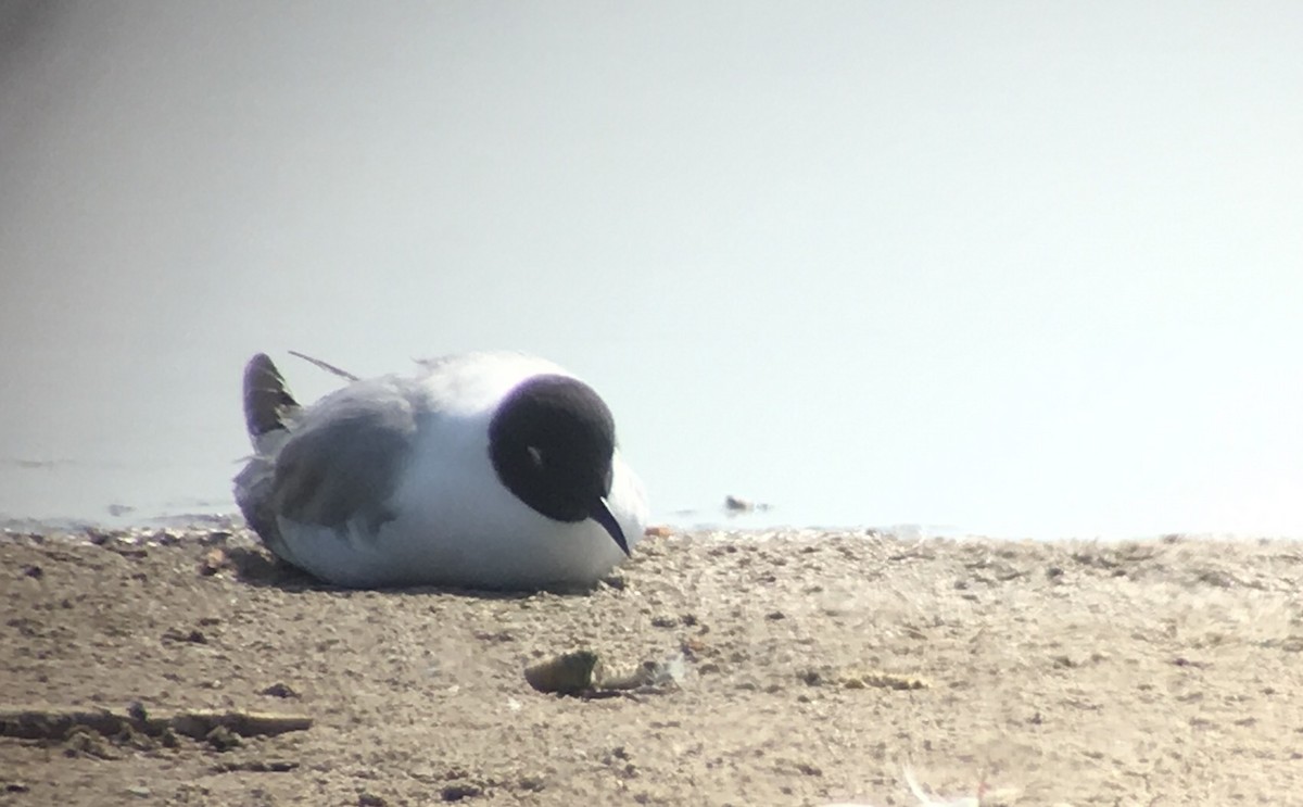 Mouette de Bonaparte - ML29621651