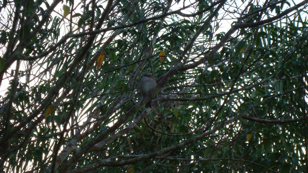 Rufous-collared Sparrow - ML296218321