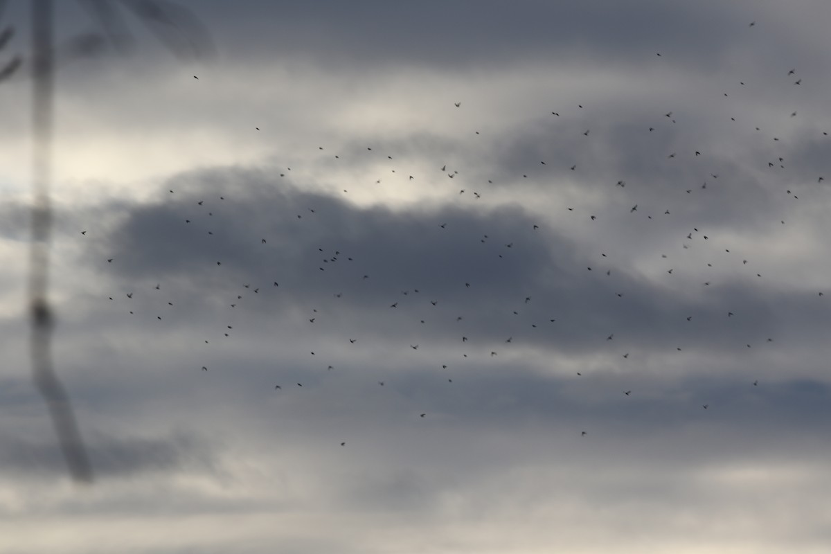 Snow Bunting - ML296219791