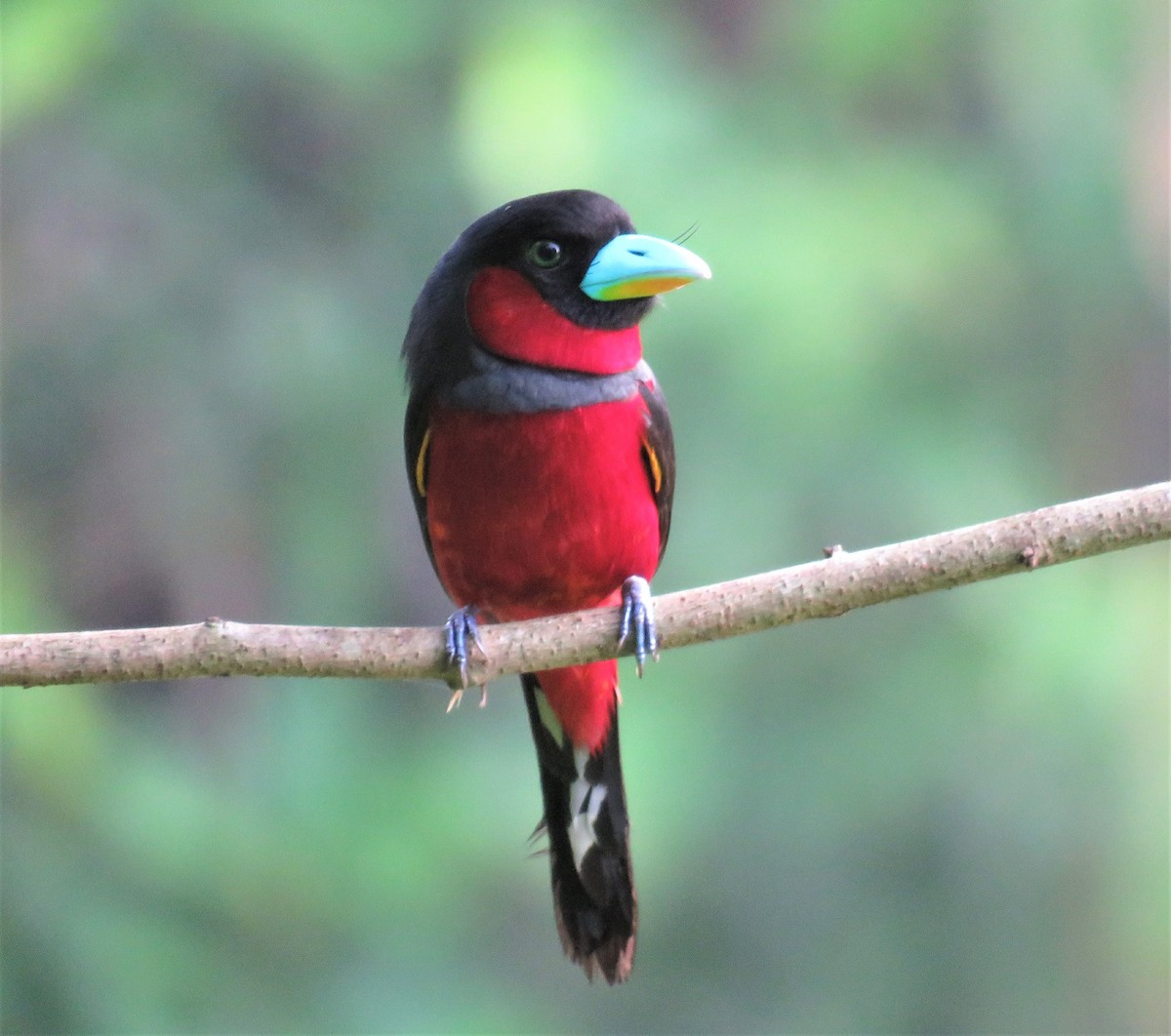 Black-and-red Broadbill - ML296222381