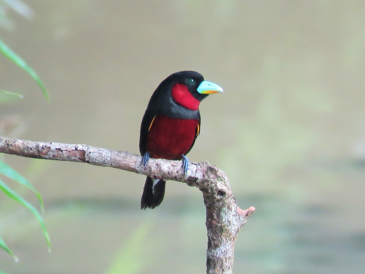 Black-and-red Broadbill - Elizabeth Skakoon