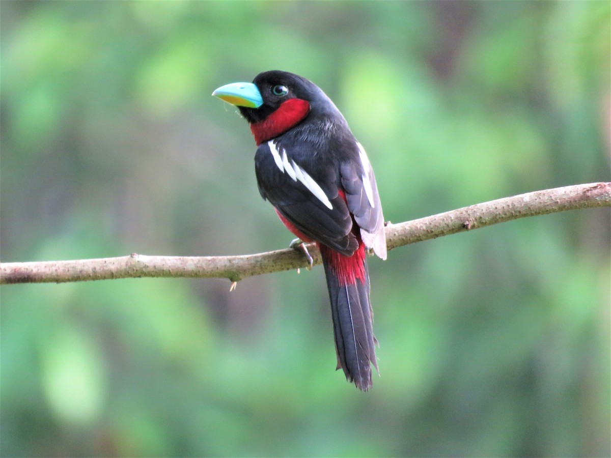 Black-and-red Broadbill - ML296222551