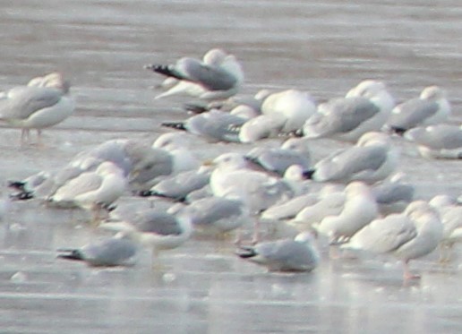 Glaucous Gull - ML296223041