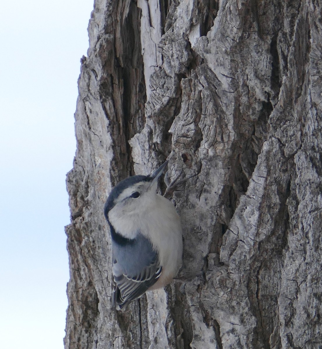 White-breasted Nuthatch - ML296228021