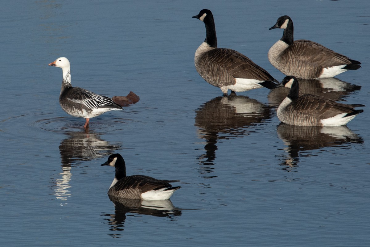 Snow Goose - Ryan Griffiths
