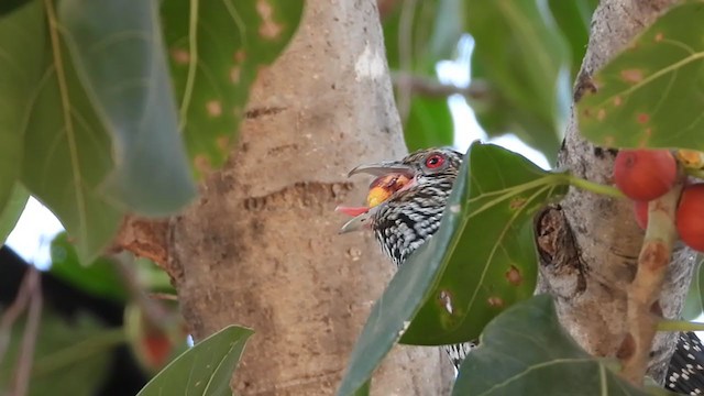 Asian Koel - ML296232371