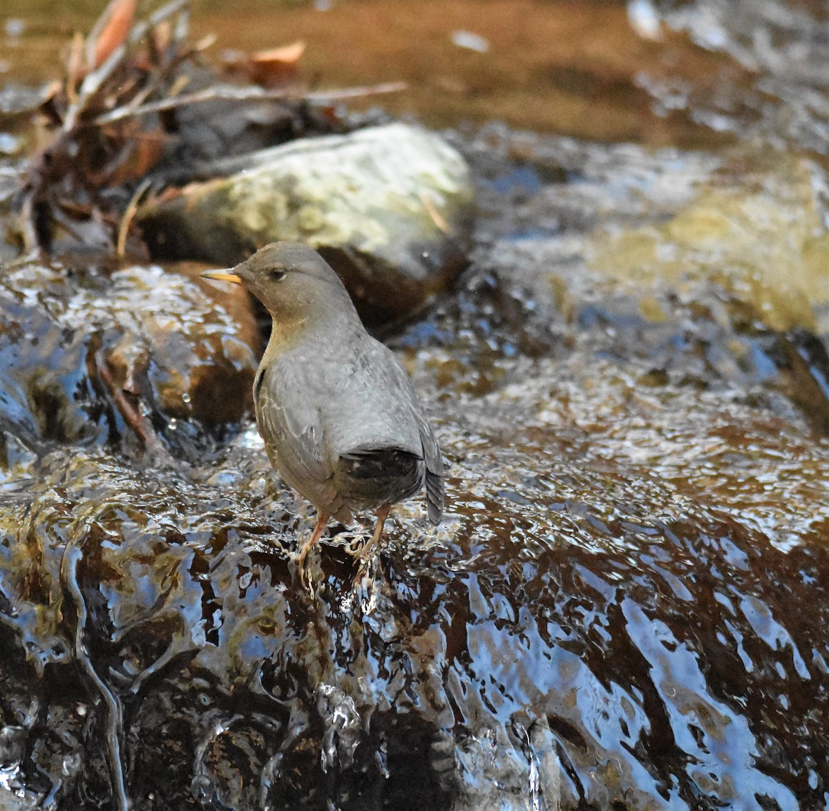 gråfossekall - ML296233961