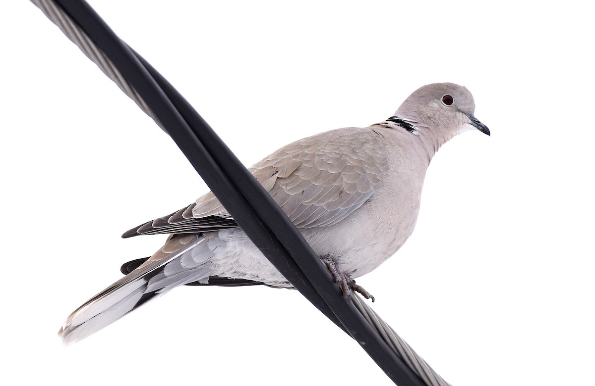 Eurasian Collared-Dove - Steven Mlodinow