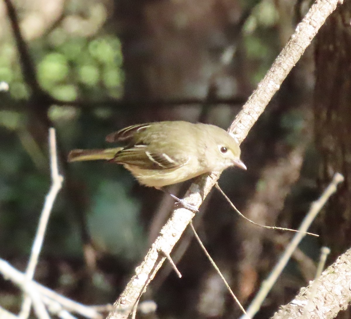 Hutton's Vireo - ML296234991