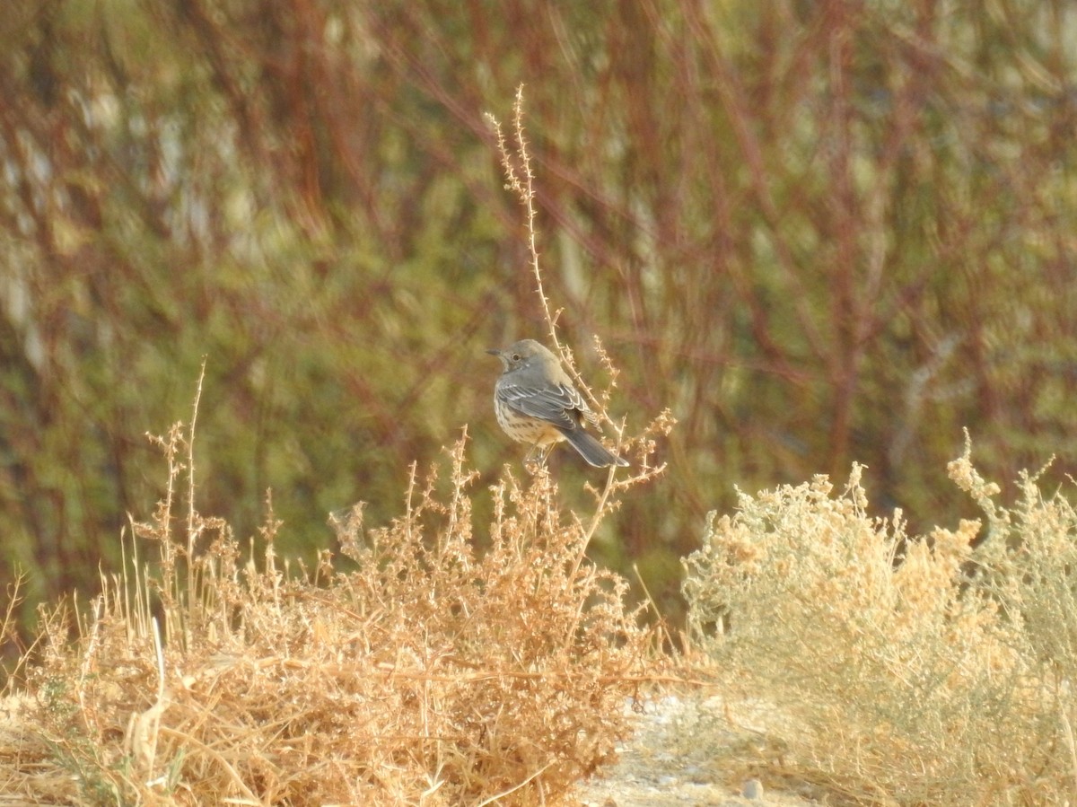 Sage Thrasher - ML296235521