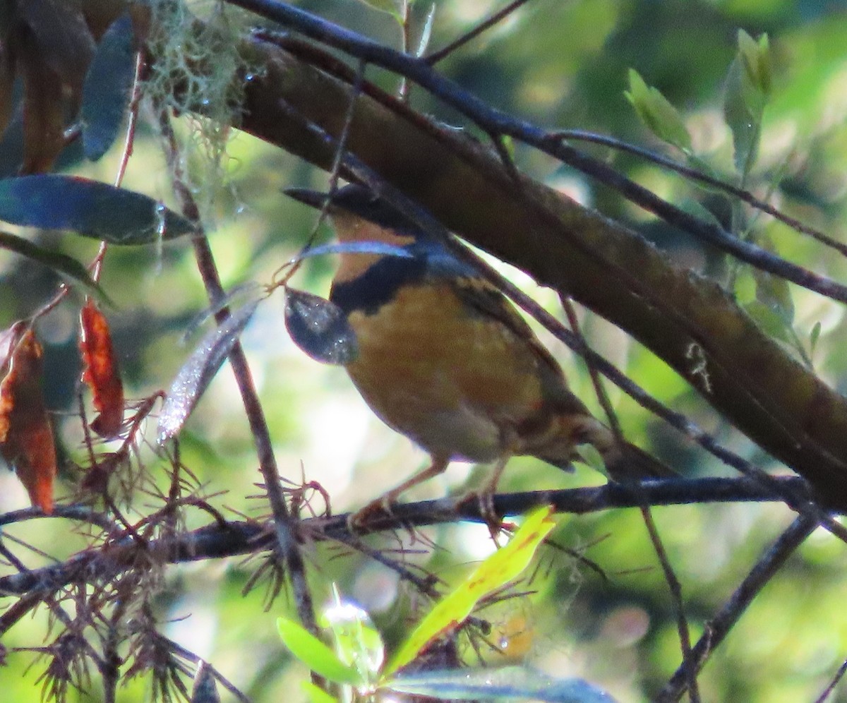 Varied Thrush - Patricia DiLuzio