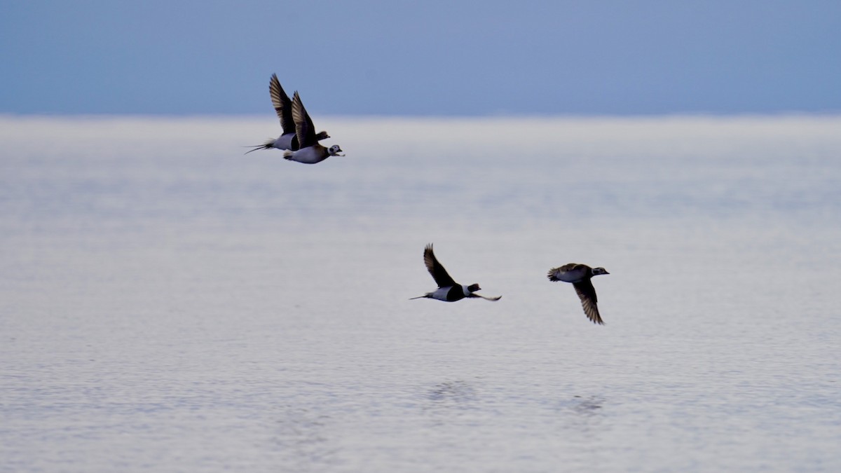 Long-tailed Duck - ML296236431