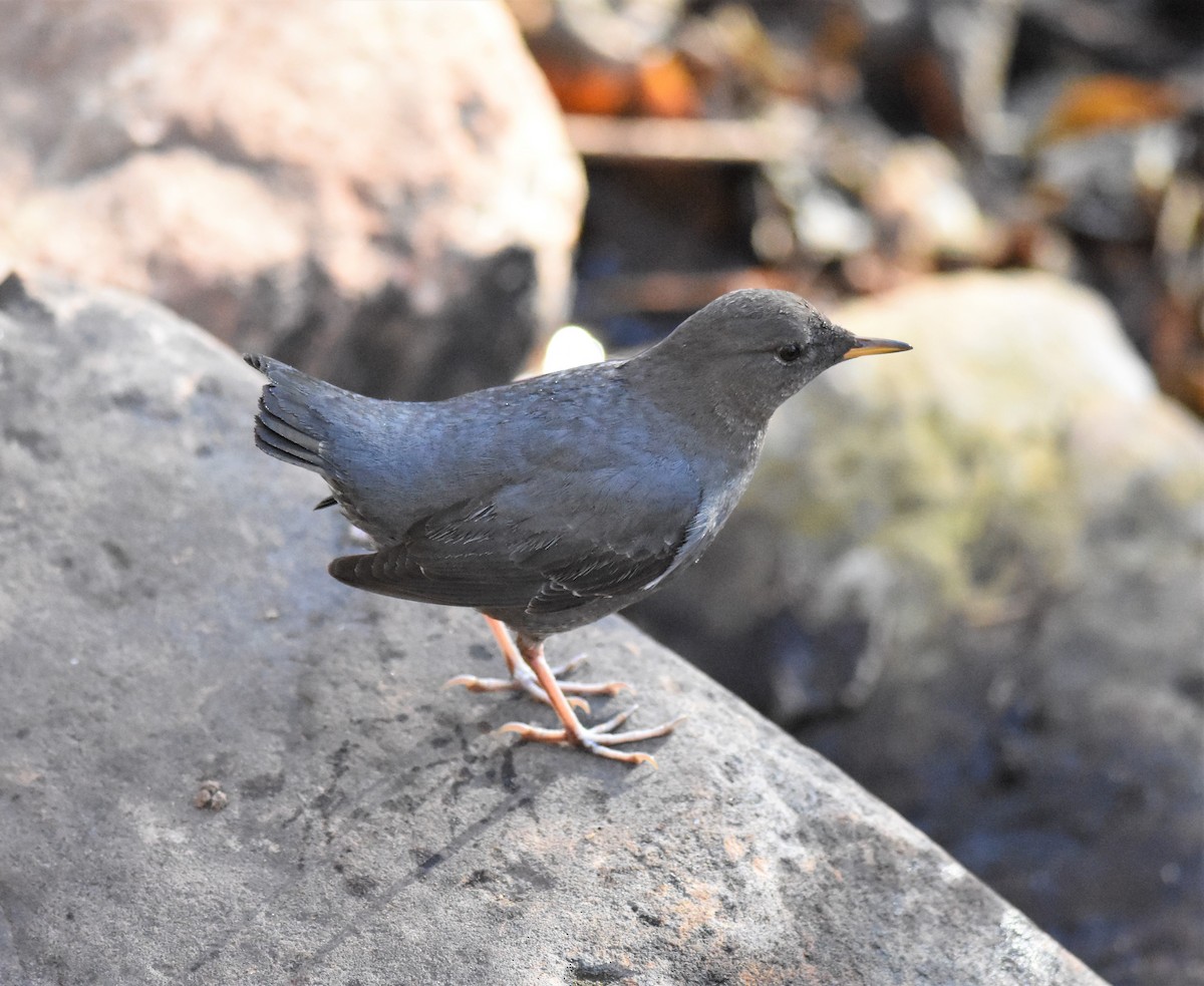 American Dipper - ML296236821