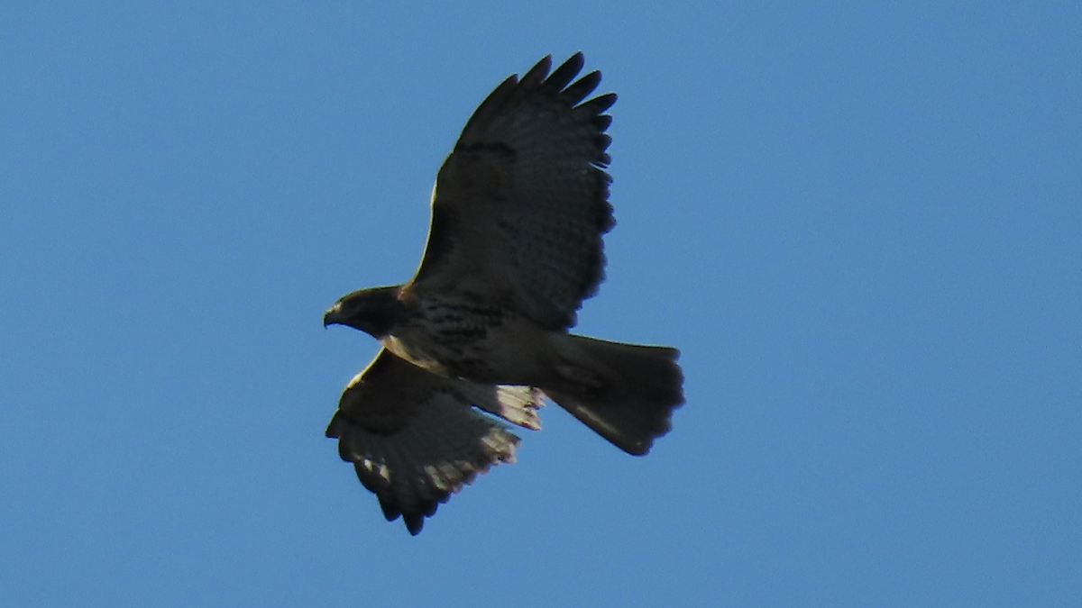 Red-tailed Hawk - ML296236861