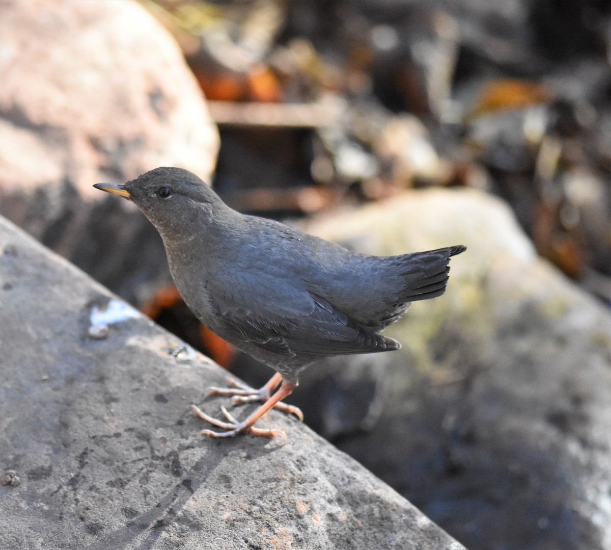 American Dipper - ML296237181