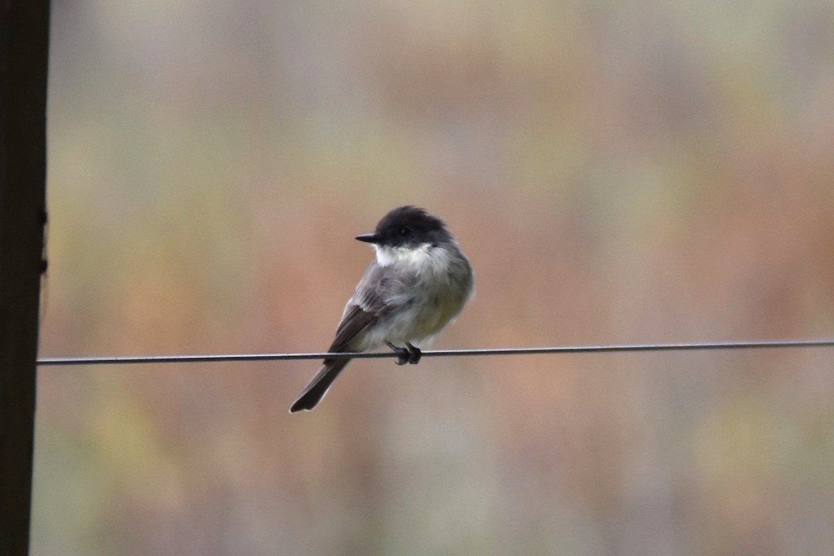 Eastern Phoebe - ML296237291