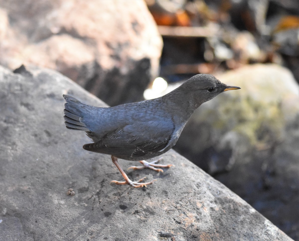 American Dipper - ML296237351