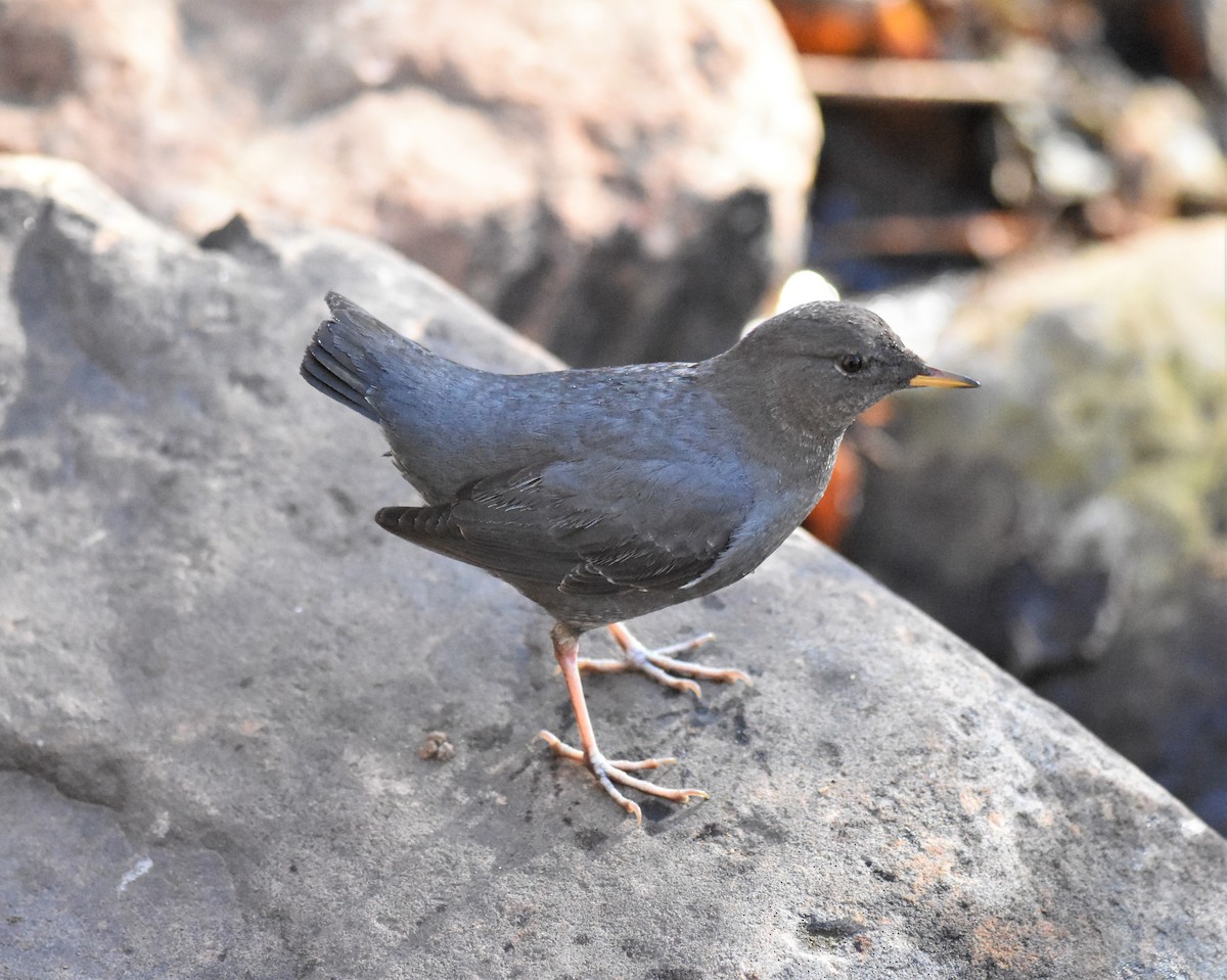 American Dipper - ML296237841