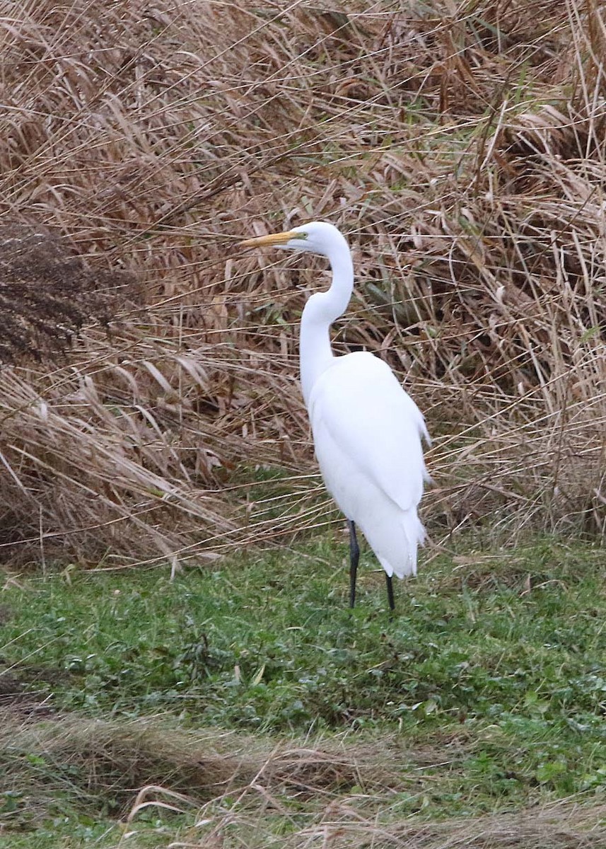 Great Egret - ML296238131