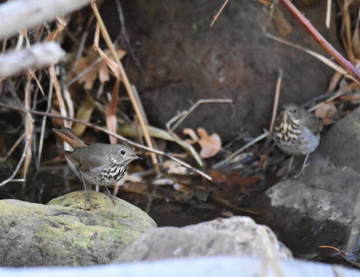 Hermit Thrush - ML296238391