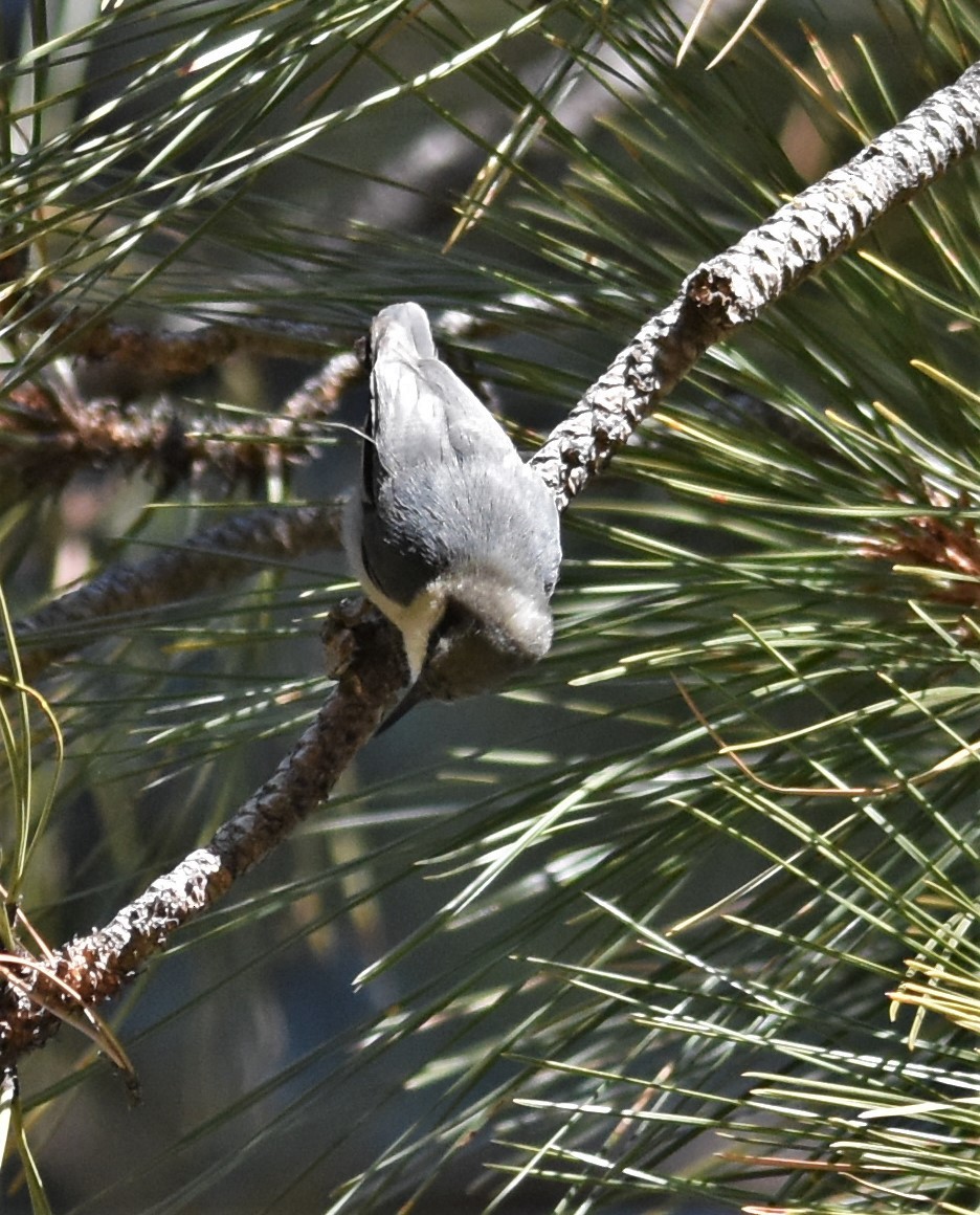 Pygmy Nuthatch - ML296238451