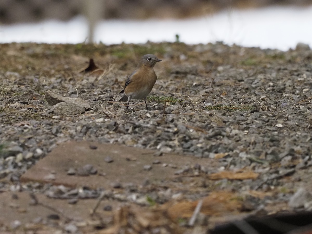 Eastern Bluebird - ML296238511