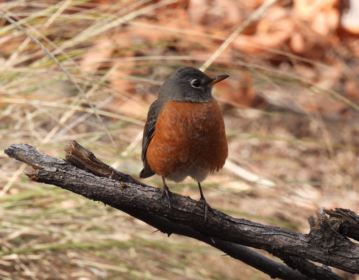 American Robin - ML296239741