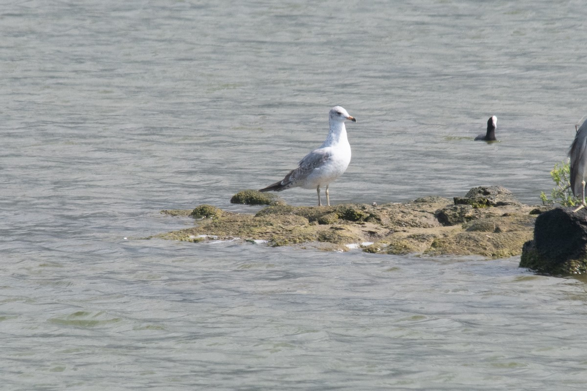 Ring-billed Gull - ML296241191