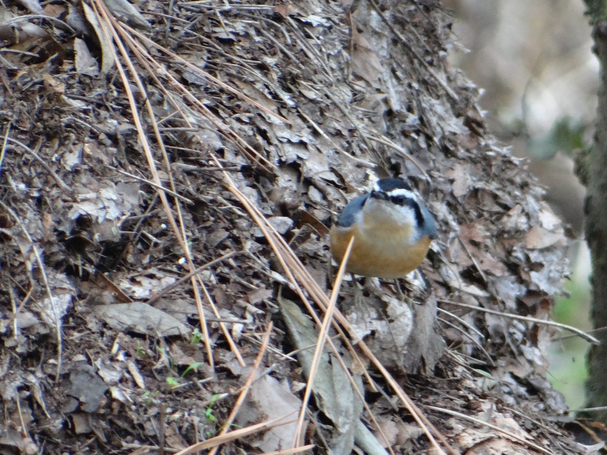 Red-breasted Nuthatch - ML296241761