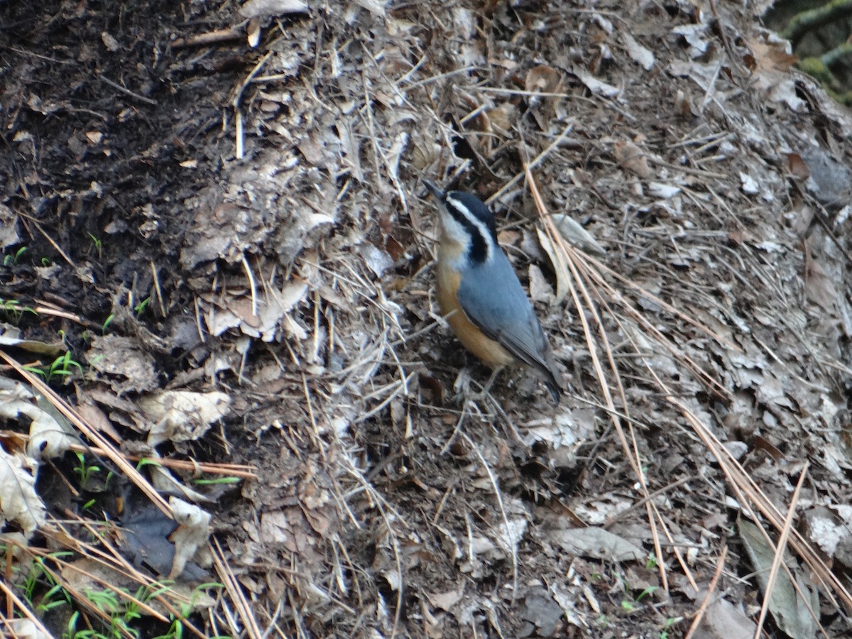 Red-breasted Nuthatch - ML296242481