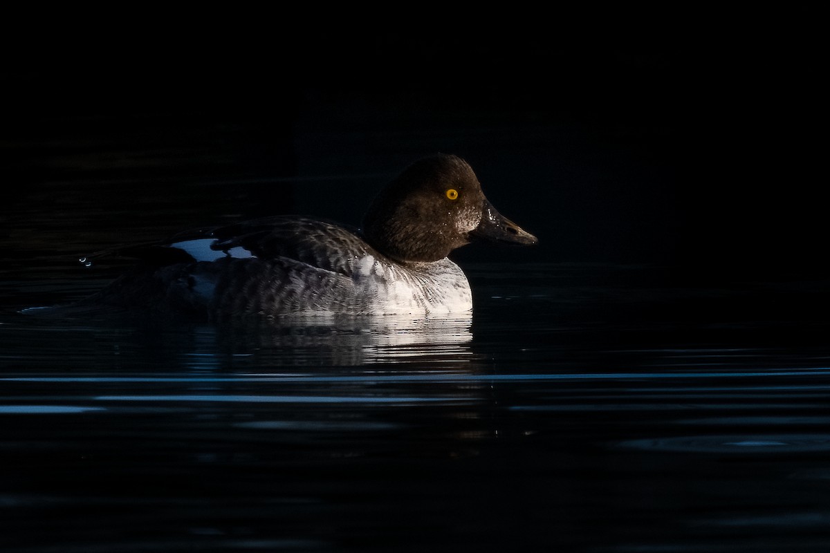 Common Goldeneye - Matthew Dolkart