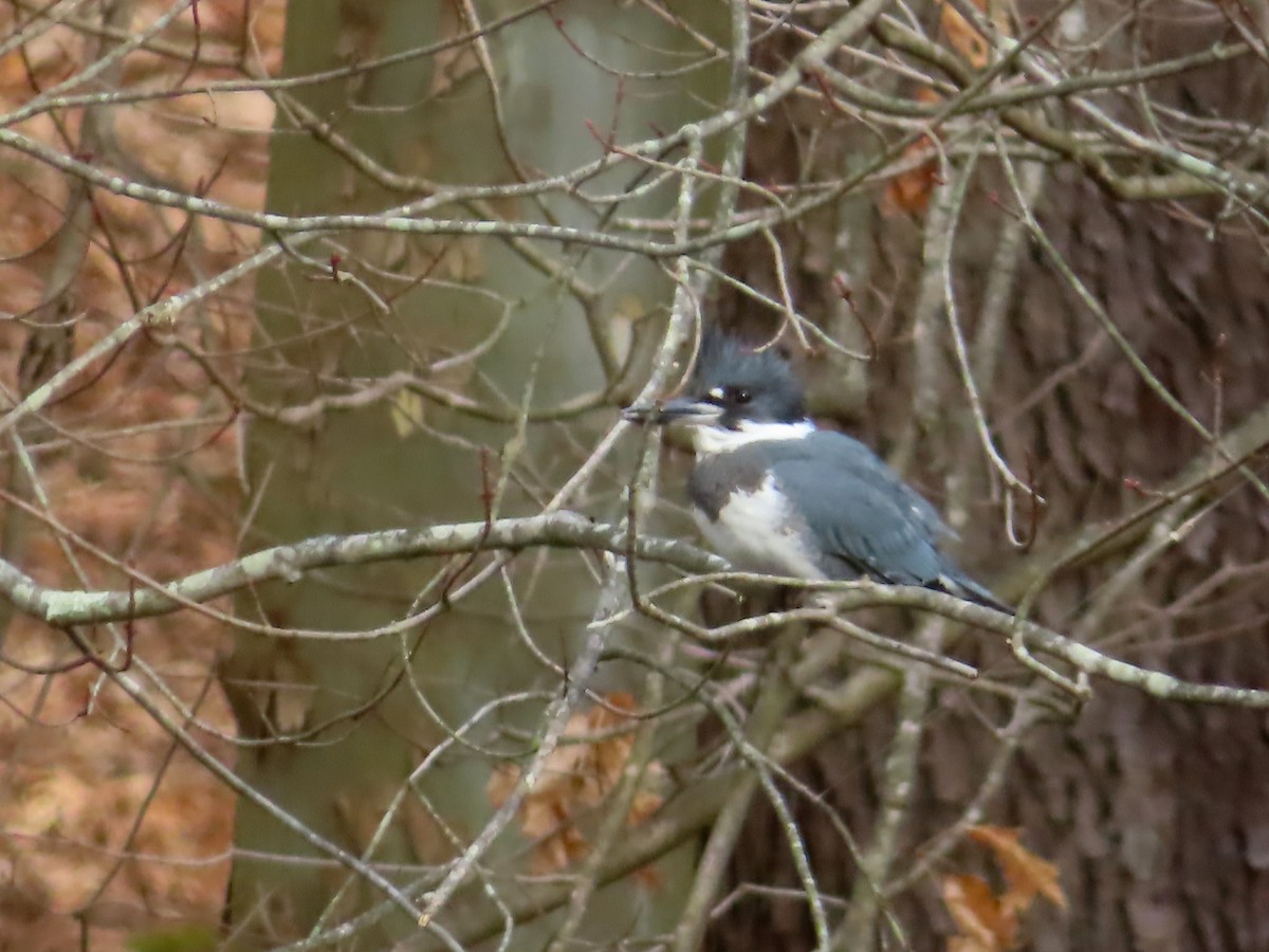 Belted Kingfisher - ML296242741