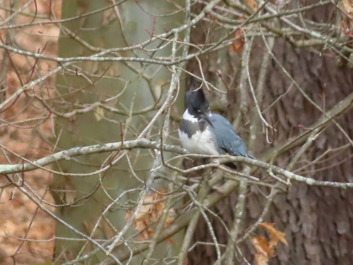 Belted Kingfisher - ML296242751