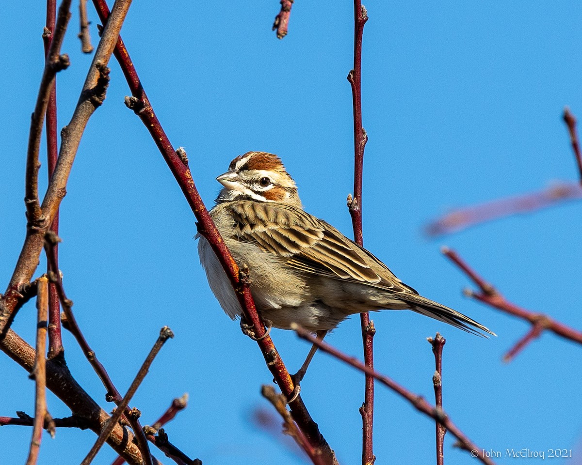 Lark Sparrow - John McElroy