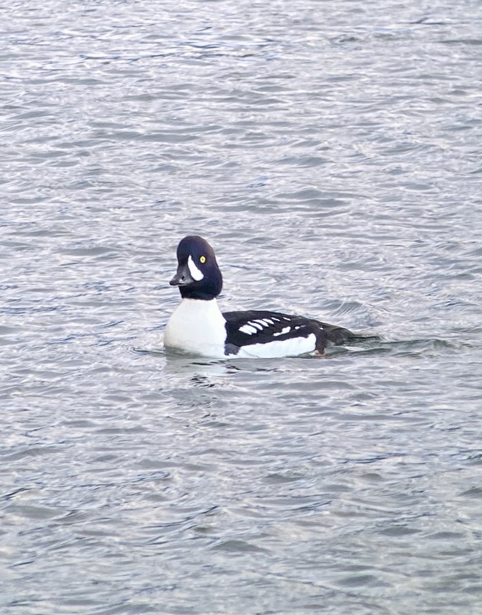 Barrow's Goldeneye - Greg Harrington